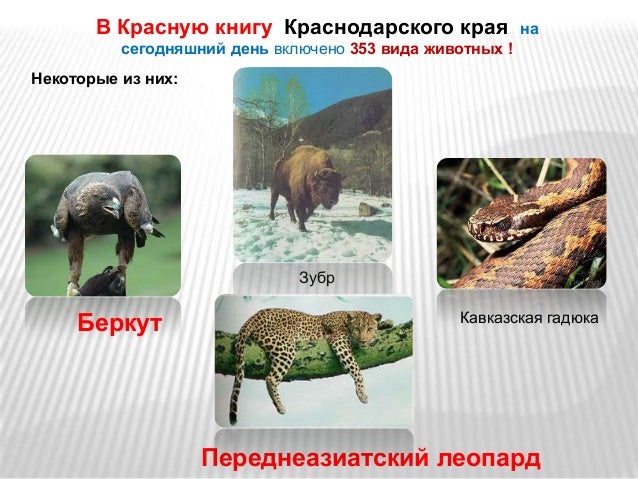 Редкие Животные Краснодарского Края Фото